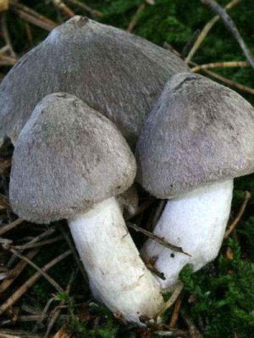 Рядовка землистая. Рядовка землисто-серая: описание и применение