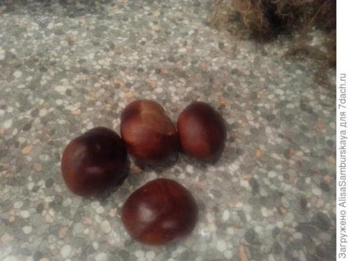 Как прорастить каштан осенью. Как вырастить каштановое дерево из поднятых с земли каштанов