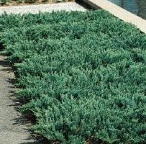 Когда сажать можжевельник осенью. Секреты садоводства: посадка можжевельника осенью 01