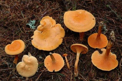 Грибы похожие на лисички. Описание 08