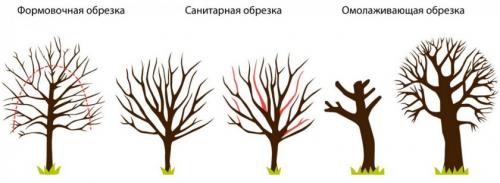 Как правильно обрезать калину. Когда обрезать калину