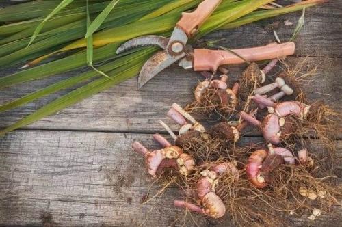 Как сохранить луковицы гладиолусов до весны. Просушка и способы хранения