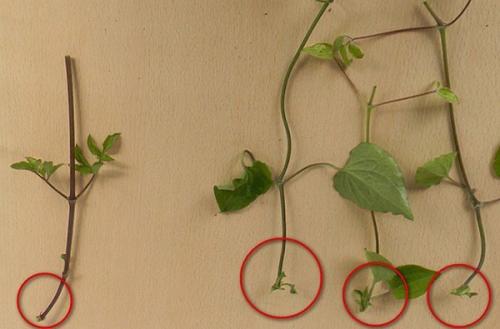 Как укоренить клематис летом. Размножение клематиса черенками в разное время года