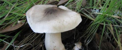 Какие грибы растут в хвойном лесу. Распространенные грибы сосновых лесов. 06