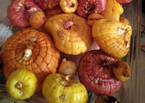 Луковицы гладиолусов подготовка к посадке. Луковицы гладиолусов — подготовка, виды посадок в открытый грунт