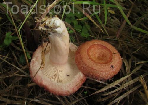 Волнушки ложные. Теперь им и волнушка ядовита?