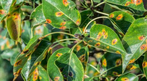 Опрыскивание осенью деревьев мочевиной. Свойства азотного удобрения 02