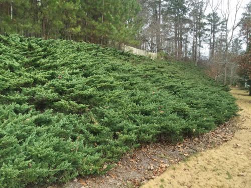 Можжевельник где растет. Общее описание и характерные особенности культуры