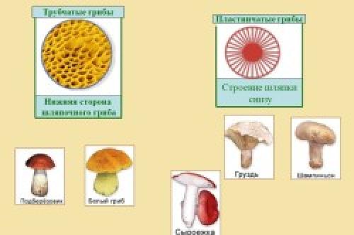 Белый гриб ложный описание. Описание желчного гриба 20