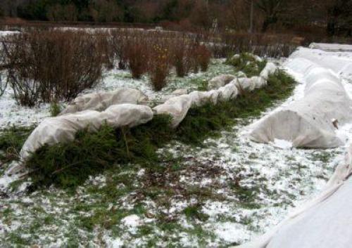 При какой температуре закрывать розы. Формула идеальной зимовки. Как правильно укрыть розы на зиму 03