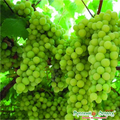 Ранние сорта винограда для средней полосы. Виноград: ТОП-7 сортов для средней полосы
