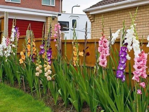 Луковицы гладиолусов подготовка к посадке. Луковицы гладиолусов — подготовка, виды посадок в открытый грунт