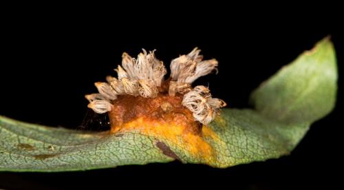 Опрыскивание осенью деревьев мочевиной. Свойства азотного удобрения 01