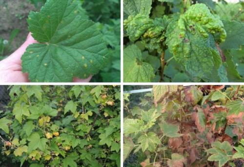 Обработка смородины мочевиной. Мочевина для обработки смородины весной — свойства