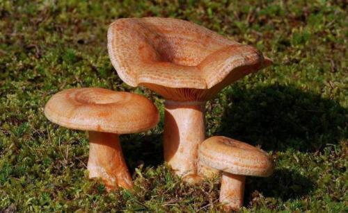 Отличия волнушки от рыжика. Описание и отличие ложных рыжиков от настоящих 05