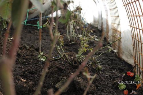 Когда укрывают розы на зиму на урале. Укрытие роз к зиме