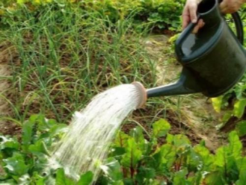 Как сделать свеклу сладкой. Секреты выращивания сладкой свеклы 13