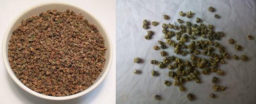 Какую температуру выдерживает рассада свеклы. Выращивание свеклы: секреты опытных огородников