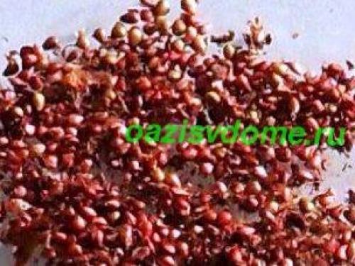 Подготовка земли для рассады клубники. Выращивание рассады земляники в домашних условиях