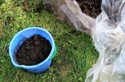 Боится ли свекла заморозков осенью. Как подготовить грядку для подзимнего посева свеклы