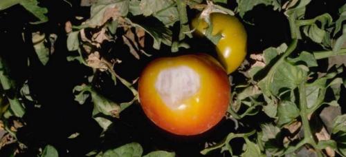 Ожоги на листьях томатов. Эффективное лечение солнечного ожога на помидорах: фото болезни, симптомы и причины возникновения