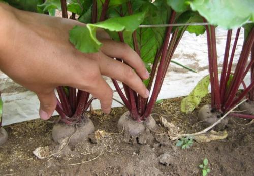 Как сделать свеклу сладкой. Секреты выращивания сладкой свеклы 11