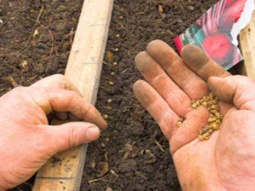 Как сделать свеклу сладкой. Секреты выращивания сладкой свеклы 12