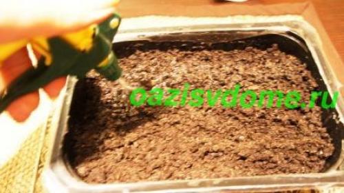 Подготовка земли для рассады клубники. Выращивание рассады земляники в домашних условиях