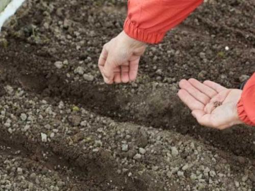 Как сделать свеклу сладкой. Секреты выращивания сладкой свеклы 01