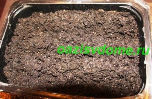 Подготовка земли для рассады клубники. Выращивание рассады земляники в домашних условиях