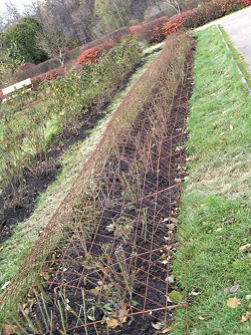 Чем засыпать розы на зиму. Формула идеальной зимовки. Как правильно укрыть розы на зиму