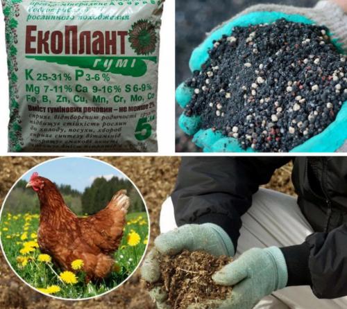 Спирея макрофила обрезка. Спирея Макрофилла в ландшафтном дизайне