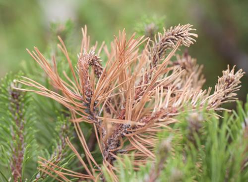 Как укрыть хвойные растения на зиму. Хвойные и зимовка –, что накрываем, а что нет 17