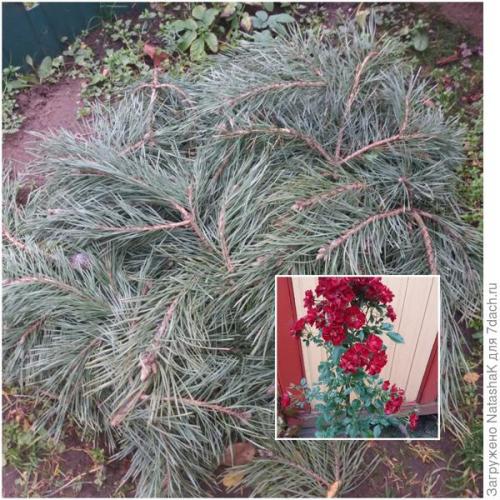 Укрытие роз на зиму спанбондом. Укрытие роз на зиму – забота и любовь