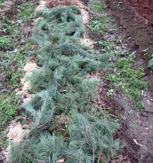 Чем укрыть клубнику на зиму. Чем я клубнику укрывать буду, а чем не буду и другим не советую: укрываем клубнику на зиму надежно и правильно