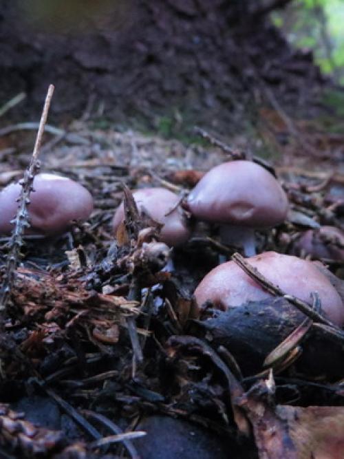 Как быстро растут грибы синеножки. Где и когда собирать гриб синий корень