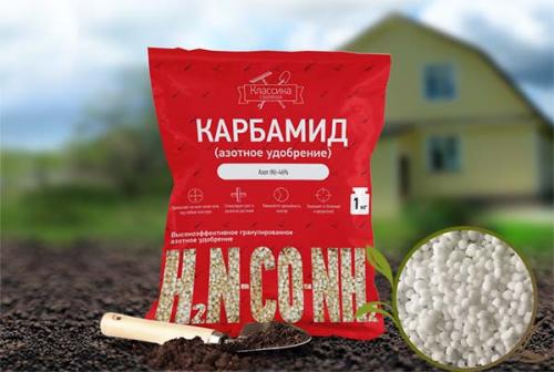 Опрыскивание яблонь в сентябре. Чем опрыскивать яблоню и другие плодовые деревья осенью от болезней и вредителей