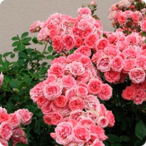 В каком месяце укрывать розы. Как укрывать розы на зиму