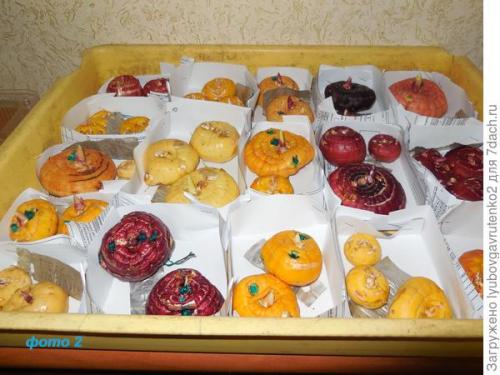 Что делать с клубнями ГЛАДИОЛУСОВ. Омолаживаем гладиолусы всего за один сезон. Делюсь секретом