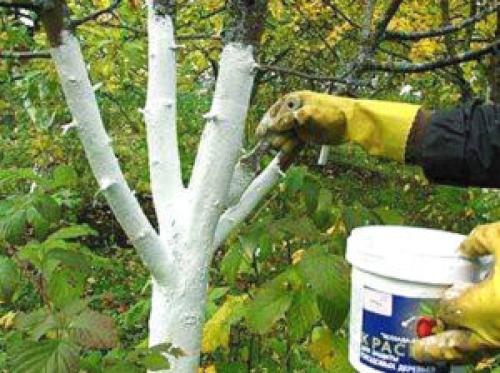 Обработка яблонь осенью от болезней и вредителей. Как должна выполняться обработка яблонь осенью от вредителей и болезней?