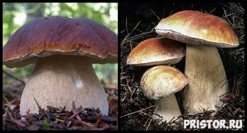 Гриб с красной шляпкой. Ядовитые грибы в лесах России 14