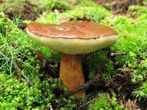 Как быстро растут польские грибы. Полезные качества польских грибов