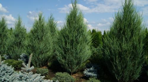 Как правильно посадить можжевельник скальный. Можжевельник скальный: описание, сорта и выращивание