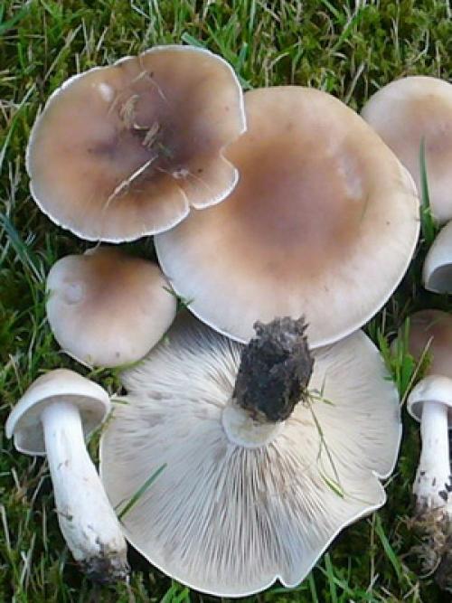 Как быстро растут грибы синеножки. Где и когда собирать гриб синий корень