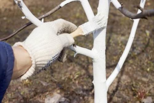 Обработка абрикоса осенью. Чем подкормить абрикос осенью