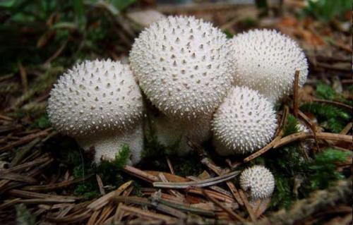 Грибы дождевики можно ли есть. Разнообразие видов 04