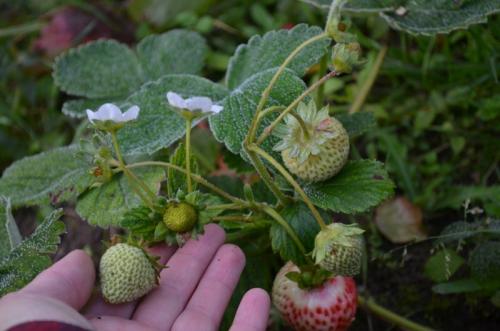 Клубника под зиму. Как подготовить ремонтантную клубнику к зиме