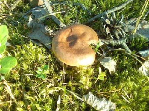 Какие грибы растут в сосновых и еловых лесах, съедобные, условно съедобные и ядовитые грибы.