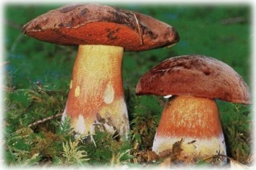 Какие грибы растут в сосновом лесу. Характерные признаки съедобных грибов и их описание