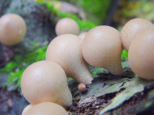 Гриб дождевик съедобный ли. Гриб дождевик 13